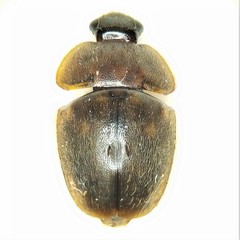 Amphicrossus ciliatus