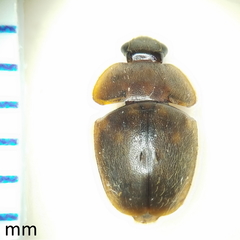 Amphicrossus ciliatus