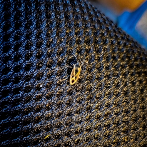 iNaturalist observation photo of Mediterranean Seed Bug