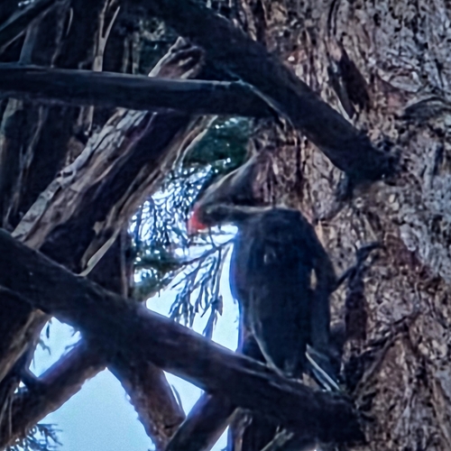 iNaturalist observation photo of Pileated Woodpecker