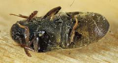 Trixagus chevrolati