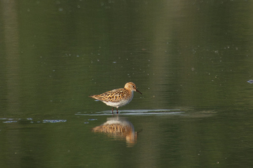 iNaturalist: (c) Вотинцевы Елена и Сергей, some rights reserved (CC BY-NC), uploaded by Вотинцевы Елена и Сергей iNaturalist image