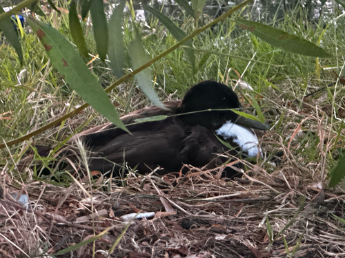 iNaturalist observation photo of Domestic Mallard