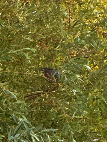 iNaturalist observation photo of Green Heron