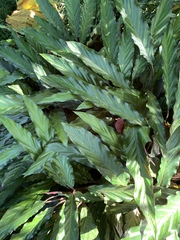 Goeppertia rufibarba