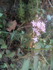 Centaurium
