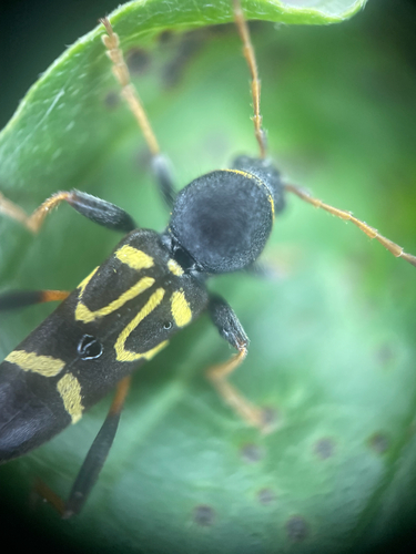 Round-necked Longhorn Beetle