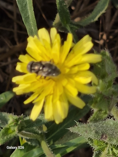 Common Lagoon Fly