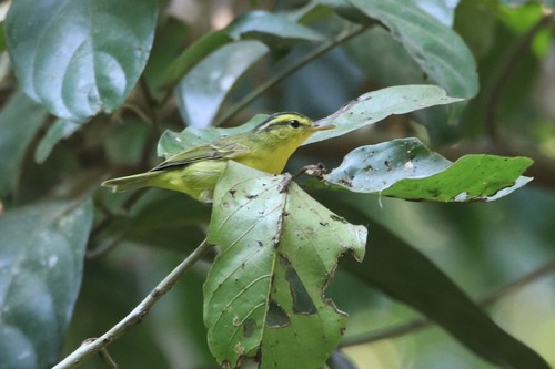 Sulphur-breasted Warbler (Phylloscopus ricketti), photo 8