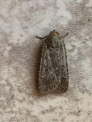 Lepidoptera