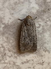 Lepidoptera