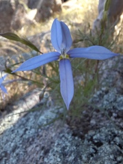 Lithotoma axillaris, photograph (c) spacegecko, some rights reserved (CC BY)