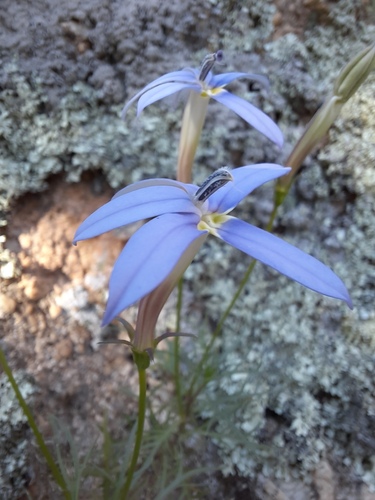 Lithotoma axillaris