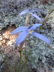Lithotoma axillaris