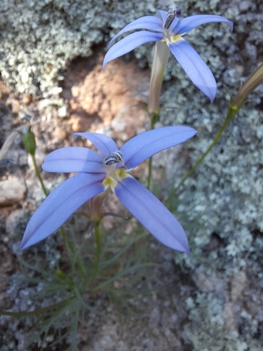 Lithotoma axillaris, photograph 4