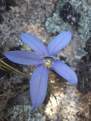 Lithotoma axillaris, photograph (c) spacegecko, some rights reserved (CC BY)