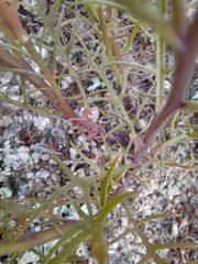 Lithotoma axillaris, photograph (c) spacegecko, some rights reserved (CC BY)