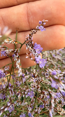 Limonium narbonense, photograph (c) mycoroco, some rights reserved (CC BY)