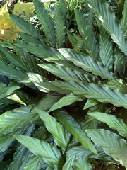 Goeppertia rufibarba