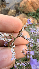 Limonium narbonense, photograph (c) mycoroco, some rights reserved (CC BY)