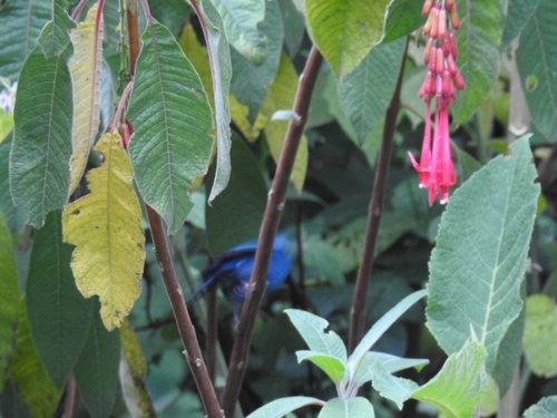 Blue-and-black Tanager (Tangara vassorii)