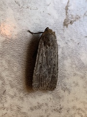 Lepidoptera