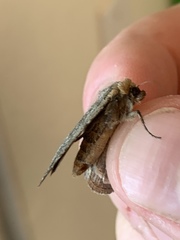 Lepidoptera