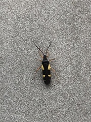Dryophilocoris flavoquadrimaculatus