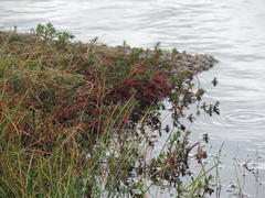 Laurembergia repens