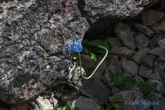 Meconopsis simplicifolia