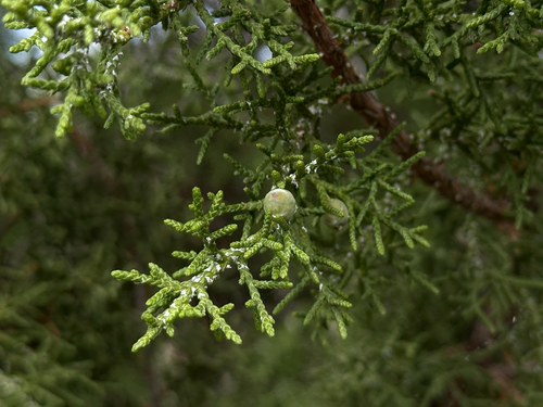 Rose-fruited Juniper