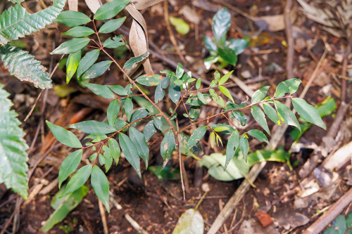 Pilidiostigma glabrum observed 2026-07-24