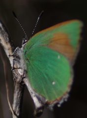 Callophrys dumetorum