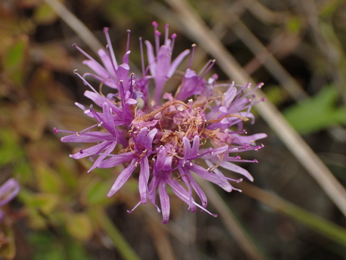 Monardella purpurea, photograph 1