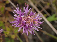 Monardella purpurea, photograph (c) Cricket Raspet, some rights reserved (CC BY)