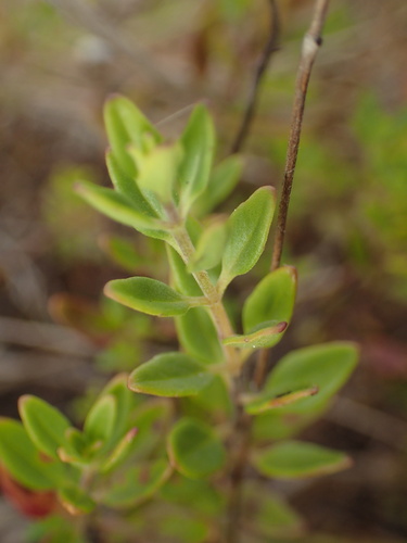Monardella purpurea, photograph 2