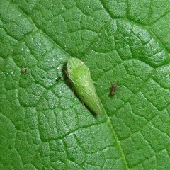 Xerophloea