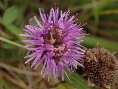 Monardella purpurea