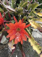 Disocactus ackermannii