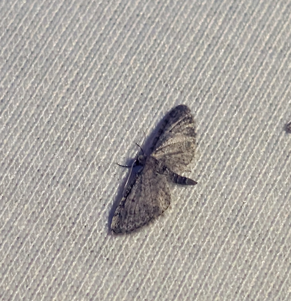 Eupithecia lachrymosa