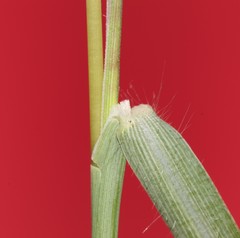 Dichanthium annulatum