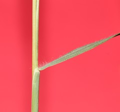 Dichanthium annulatum