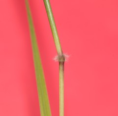 Dichanthium annulatum