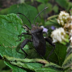 Camptischium