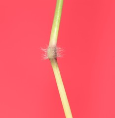 Dichanthium annulatum