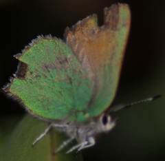 Callophrys dumetorum