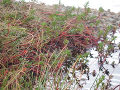 Laurembergia repens