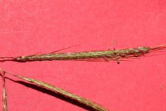 Dichanthium annulatum