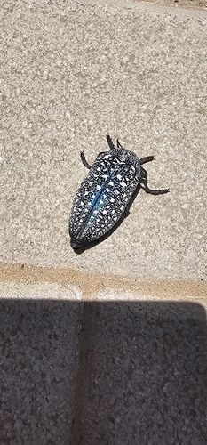 Sulphurous Jewel Beetle