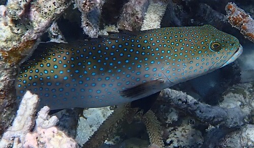 Plectropomus areolatus observed 2026-07-24